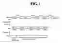 Fig. 02 - Diagnostic method for cancer characterized in the detection of the deletion of G-CSF exon 3
