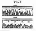 Fig. 06 - Diagnostic method for cancer characterized in the detection of the deletion of G-CSF exon 3