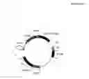 Fig. 43 - Method to engineer mammalian-type carbohydrate structures
