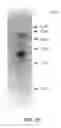 Fig. 15 - Polypeptides, their production and use