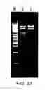 Fig. 31 - Polypeptides, their production and use