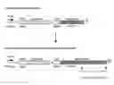 Fig. 01 - Prokaryotically produced antibodies and use thereof
