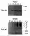 Fig. 04 - Prokaryotically produced antibodies and use thereof