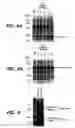 Fig. 06 - Prokaryotically produced antibodies and use thereof