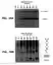 Fig. 09 - Prokaryotically produced antibodies and use thereof
