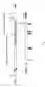 Fig. 02 - Hyaluronate synthase gene and uses thereof