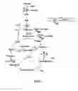 Fig. 02 - Aerobic succinate production in bacteria