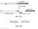 Fig. 47 - Beta-secretase enzyme compositions and methods