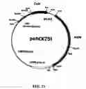 Fig. 49 - Beta-secretase enzyme compositions and methods