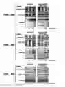 Fig. 07 - Oxa1p enhanced protein secretion
