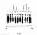 Fig. 07 - Agent for protein precipitation, a method of protein precipitation, a method of protein assay using protein precipitation agent, and a kit for protein assay