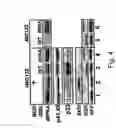 Fig. 05 - Methods and compositions for modulating beta-catenin phosphorylation