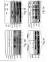 Fig. 06 - Methods and compositions for modulating beta-catenin phosphorylation