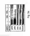 Fig. 07 - Methods and compositions for modulating beta-catenin phosphorylation