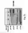 Fig. 10 - Methods and compositions for modulating beta-catenin phosphorylation