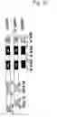 Fig. 03 - Regulation of hypoxia-inducible gene expression with antisense Inhibitory PAS domain protein
