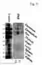 Fig. 04 - Regulation of hypoxia-inducible gene expression with antisense Inhibitory PAS domain protein