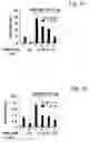 Fig. 06 - Regulation of hypoxia-inducible gene expression with antisense Inhibitory PAS domain protein
