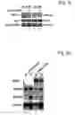 Fig. 07 - Regulation of hypoxia-inducible gene expression with antisense Inhibitory PAS domain protein