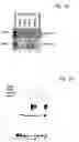 Fig. 09 - Regulation of hypoxia-inducible gene expression with antisense Inhibitory PAS domain protein