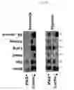 Fig. 14 - Regulation of hypoxia-inducible gene expression with antisense Inhibitory PAS domain protein