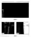 Fig. 05 - Methods and agents for enhancing bone formation or preventing bone loss