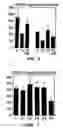 Fig. 08 - Thrombospondin-2 and uses thereof