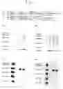 Fig. 06 - Polypeptide and gene encoding the same