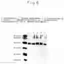 Fig. 08 - Polypeptide and gene encoding the same