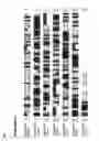 Fig. 02 - Growth factor polypeptides and nucleic acids encoding same