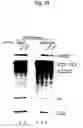 Fig. 06 - Therapeutic composition of treating abnormal splicing caused by the excessive kinase induction