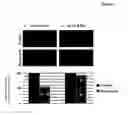 Fig. 05 - Compositions for treating or preventing obesity and insulin resistance disorders