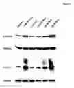 Fig. 07 - Compositions for treating or preventing obesity and insulin resistance disorders