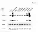 Fig. 08 - Compositions for treating or preventing obesity and insulin resistance disorders