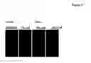 Fig. 18 - Compositions for treating or preventing obesity and insulin resistance disorders