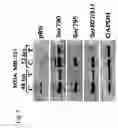 Fig. 04 - Methods and compositions for treating cancer
