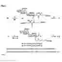 Fig. 10 - Aminoglycosides as antibiotics