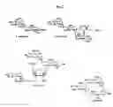 Fig. 11 - Aminoglycosides as antibiotics