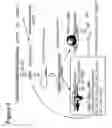 Fig. 04 - RNA interference mediated inhibition of cholesteryl ester transfer protein (CEPT) gene expression using short interfering nucleic acid (siNA)