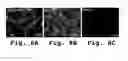 Fig. 10 - Oligonucleotide compound and method for treating nidovirus infections