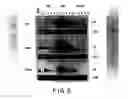 Fig. 06 - Immunostimulatory nucleic acid molecules
