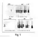 Fig. 02 - Methods and reagents for the treatment of multiple sclerosis
