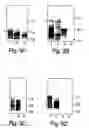 Fig. 04 - Methods and reagents for the treatment of multiple sclerosis