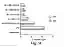Fig. 16 - Methods and reagents for the treatment of multiple sclerosis