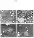 Fig. 22 - Methods of lowering lipid levels in a mammal