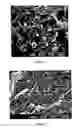 Fig. 02 - Biodegradable materials from starch-grafted polymers