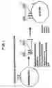 Fig. 02 - Expression of lipoproteins