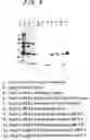 Fig. 06 - Expression of lipoproteins