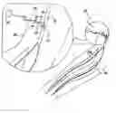 Fig. 01 - Actuation and control of limbs through motor nerve stimulation