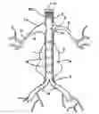 Fig. 01 - Aorta and branch vessel stent grafts and method